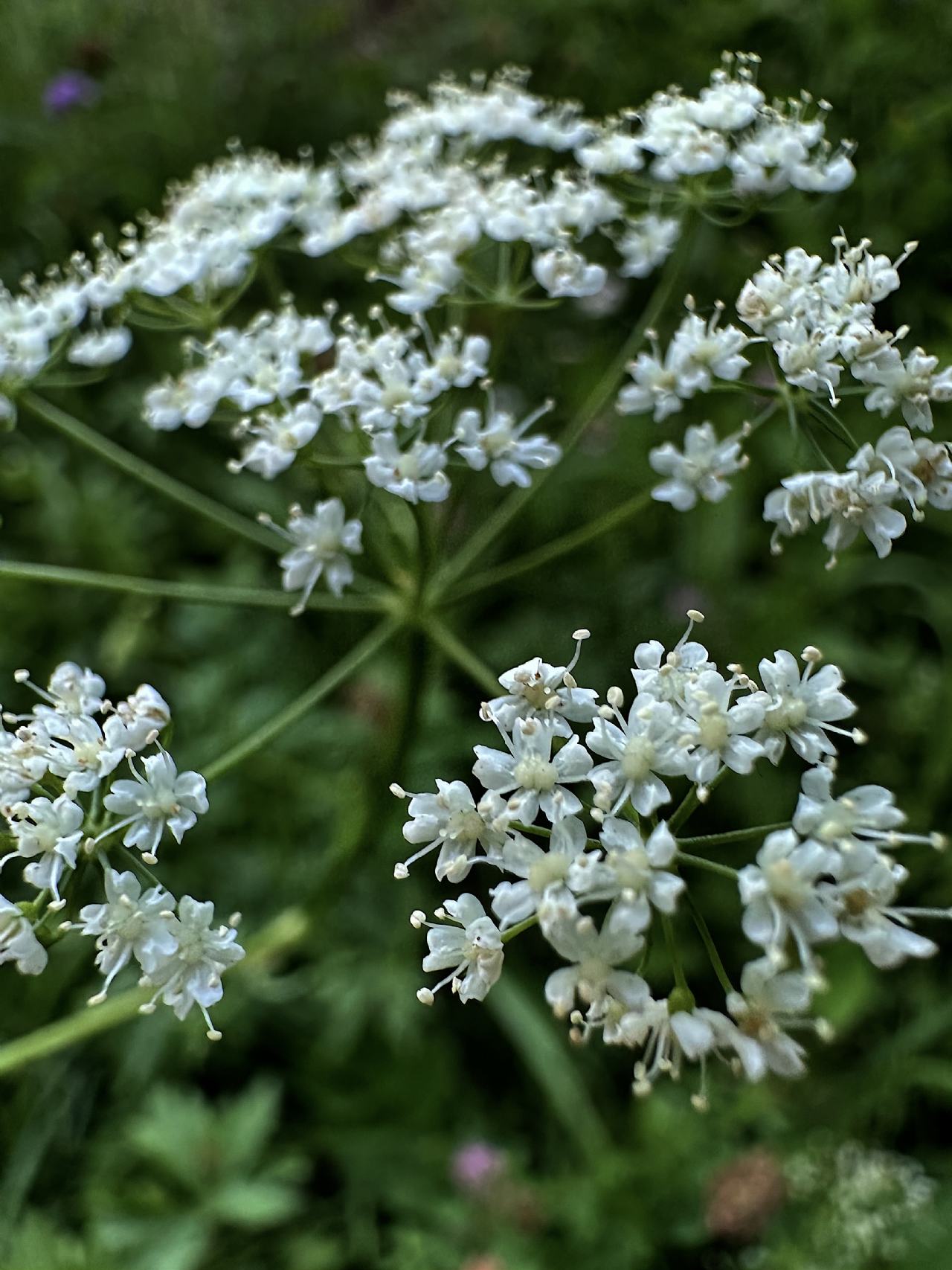 Apiacea da determinare